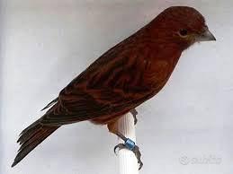 Canarini noir red intensi giovani e pronti