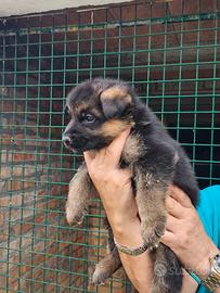 Cuccioli pastore tedesco