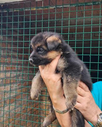 Cuccioli pastore tedesco