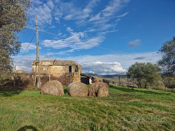 Singola a Amelia
