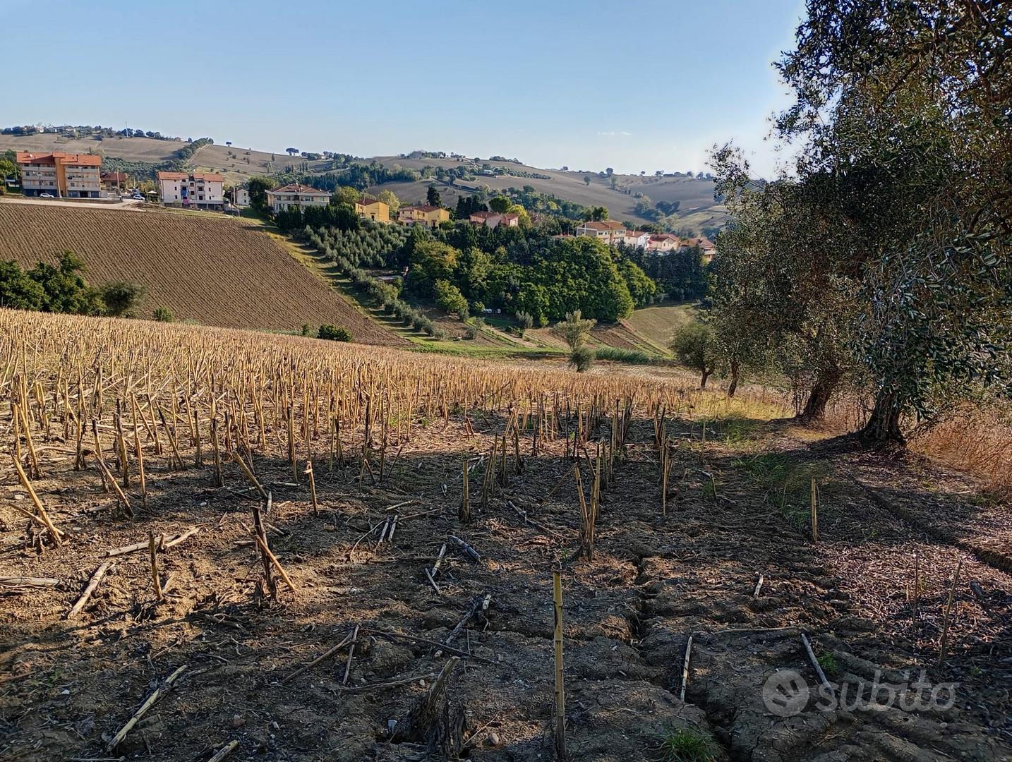 Terreno agricolo seminativo - Vista 2