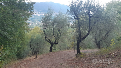 Terreno a paliano