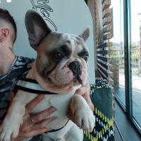 Bulldog francese per monta