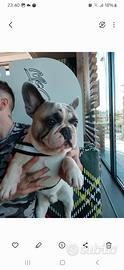 Bulldog francese per monta