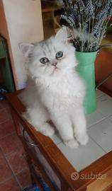 persiano chinchilla 