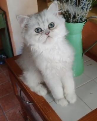 persiano chinchilla 