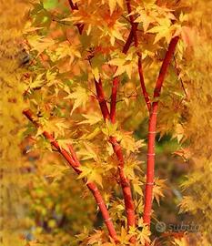 🍁 Acero giapponese palmatum 'Sango Kaku' 🍁