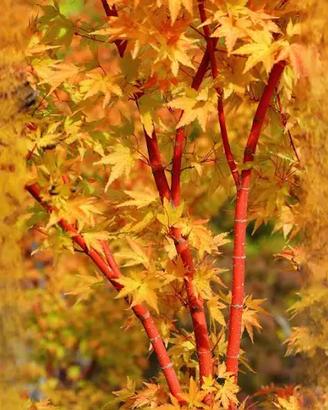 🍁 Acero giapponese palmatum 'Sango Kaku' 🍁