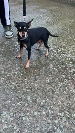 Pinscher femmina