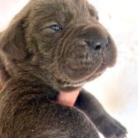 Cuccioli cane corso
