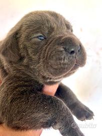 Cuccioli cane corso