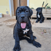 Cane Corso