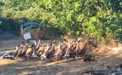 Anatre corritrici indiane