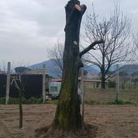 Tronchi Legna dà opera in ciliegio falimegnameria