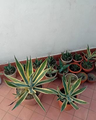 piante agave