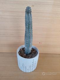 Euphorbia Abdelkuri cactus Succulente 