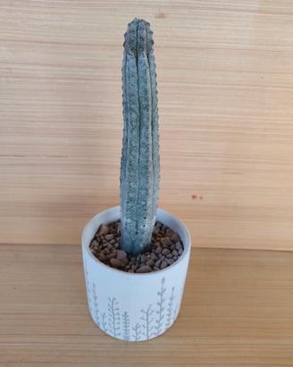 Euphorbia Abdelkuri cactus Succulente 