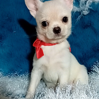 Chihuahua maschietto pedigree.enci