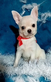 Chihuahua maschietto pedigree.enci
