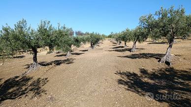 Vendita terreno con Nocellara e Cerasuola
