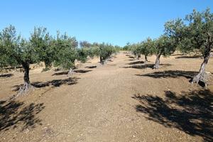 Vendita terreno con Nocellara e Cerasuola