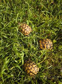 Testudo hermanni boettgeri (tartarughe di terra)