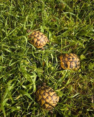 Testudo hermanni boettgeri (tartarughe di terra)
