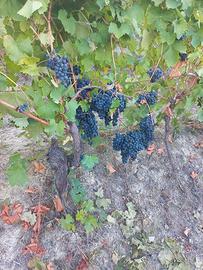 Uva barbera