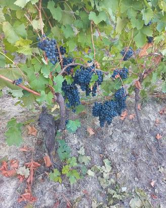 Uva barbera