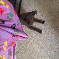 Cuccioli husky - labrador