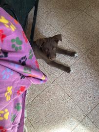 Cuccioli husky - labrador