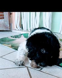 Cucciola Lagotto Pointer