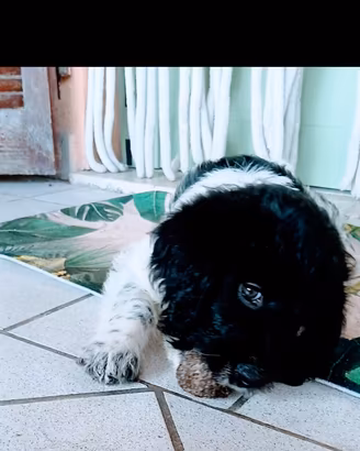 Cucciola Lagotto Pointer