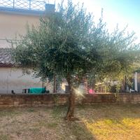 Olivo albero