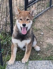 cucciolo shiba sesamo
