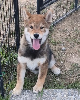 cucciolo shiba sesamo