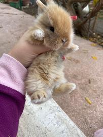 Coniglietti testa di leone