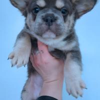 Cuccioli di bulldog francese