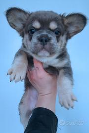 Cuccioli di bulldog francese