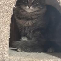 Animali