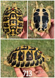 Giovane femmina Testudo hermanni hermanni tartarug