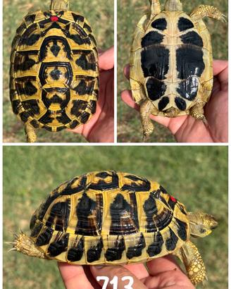 Giovane femmina Testudo hermanni hermanni tartarug