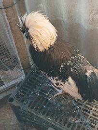 Gallo razza olandese nana ciuffata
