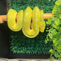 Serpente Morelia viridis