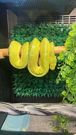 Serpente Morelia viridis