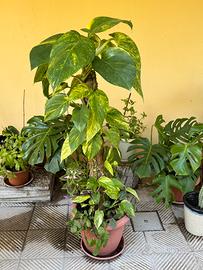 Pianta Pothos