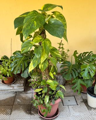 Pianta Pothos