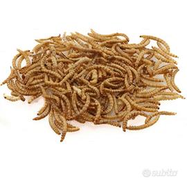 Tarme della farina a San Giuliano Milanese