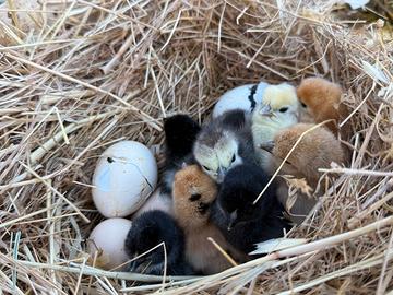 Galline mugellesi