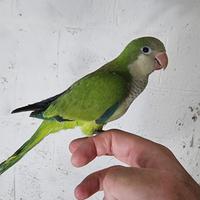 Pullo di parrocchetto Monaco svezzato